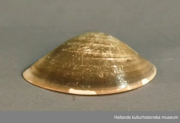 Musselskal, sex stycken, gult-grågrönt.