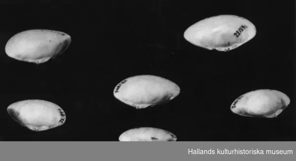 Musselskal, sex stycken, gult-grågrönt.