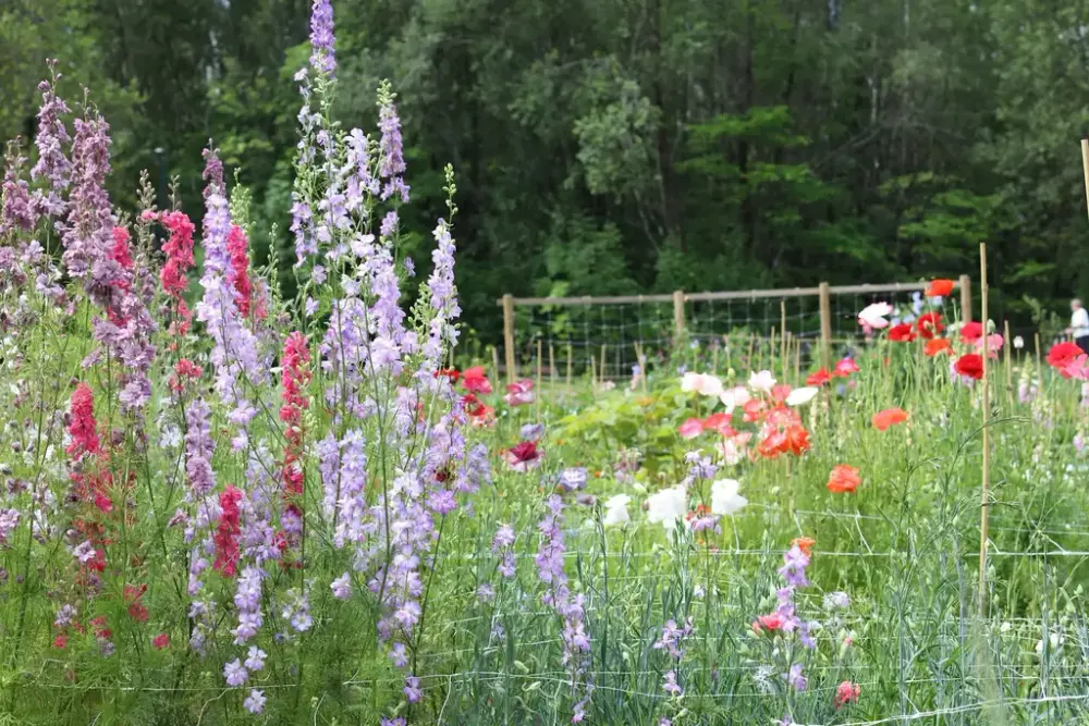 Foto av blomster i rødt og lilla.