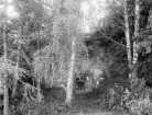 Ett tidigt amatörfotografi av miljön vid Åls borgruin på Grenholms egendom. Foto omkring år 1900.