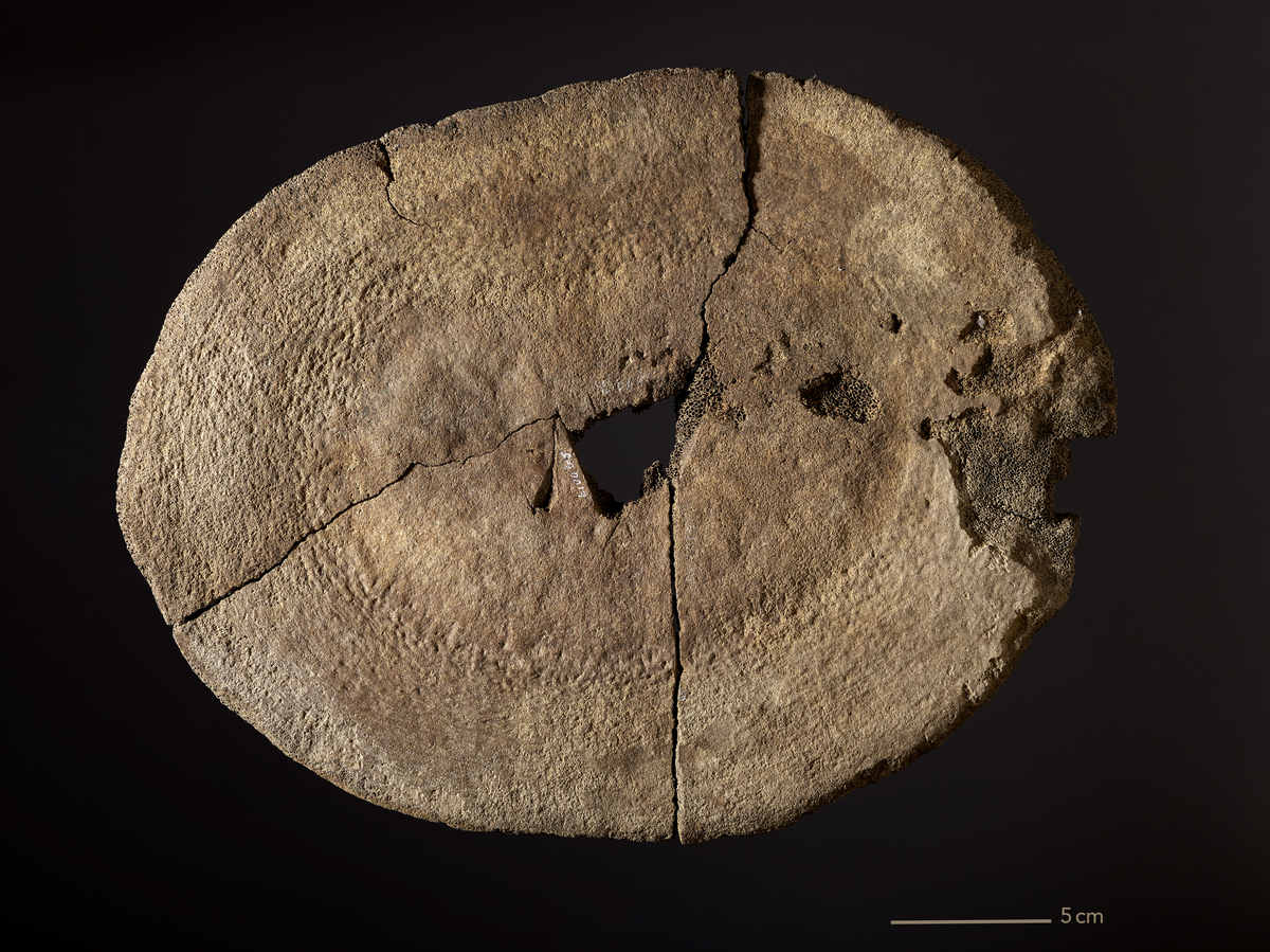 Gjenstand: Ben. Tre sammenh. stykker av oval rygghvirvelpl. av hval. Et rett sn. ved hullet i midten viser at pl. har vært forsøkt bearb. V.s.a. dette snittet er det dessuten et kors.