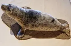 Steinkobbe