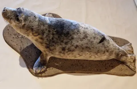 Steinkobbe