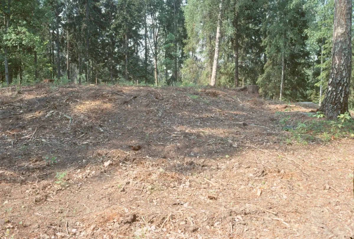 Signhildsberg. Terrasser vid Fornsigtuna. Nyröjda.