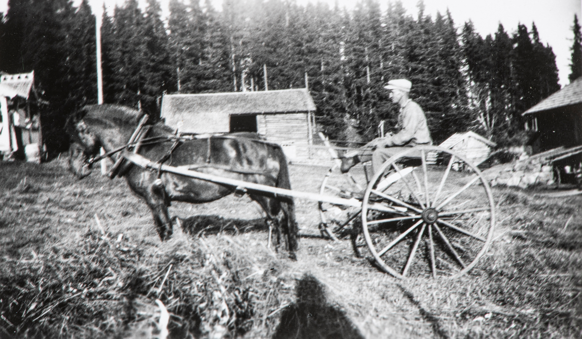 Bilde fra Bergset, Karl Johan Nordli sittende på et hesteredskap, ute på gårdstunet på Bergset. Han var 2 ganger i Amerika. Første gang i 1916, i Montana. Andre gang var fra 1922-1925 da dro han til California, og jobbet på søsterens gård / farm.
Han reiste tilbake til Norge,og giftet seg med Berthe Ophus (fra Løten) i 1926 og kjøpte Bergset som lå i Øståsen i Vang. De var eier av Bergset frem til 1953.