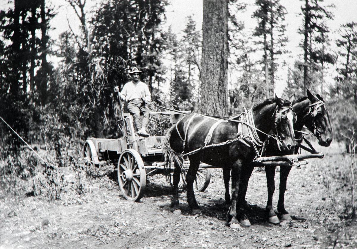 Karl Johan Nordli (født 1898) fra Vallset, her med hest og vogn. Han reiste 2 perioder til USA, den første i 1916. Da til Montana området. Hvor lenge det oppholdet varte, vet vi ikke. Men han reiste over igjen i 1922, da til i California, og til farmen / gården til sin søster Johanne. Deres mor het også Johanne, og var fra Trysil. 
Karl Johan Nordli ble senere bruker / eier av gårdsbruket Bergset gnr:138/1,  i Øståsen i Vang. Han giftet seg med Bente Opphus (født 1896) fra Løten.