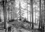 Soldyrkan á la tiden runt förra sekelskiftet. Roxenbadens höga luft lockade denna dag kapten Hjalmar Ekström, friherrinnan Lindersköld med döttrarna Anna och Louise samt överstinnan Louise von Rosen. Bakom kameran stod överstinnans make Lars Fredrik Lovén. Foto omkring 1895.