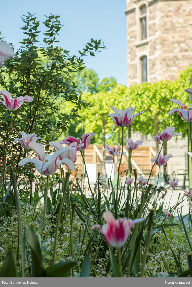 Exteriörer från Nordiska museets västra sida, bakgården, under arbetet med den nya entrén och byggnaden Lusknäppen. Entrén är ritad av Lone-Pia Bach. Konstnären Outi Pieski står för den konstnärliga gestaltningen med konstverket Two Directions, inspirerat av föremål ur museets samiska samlingar. På marken ligger rostiga delar till utbyggnaden, tulpanerna blommar.