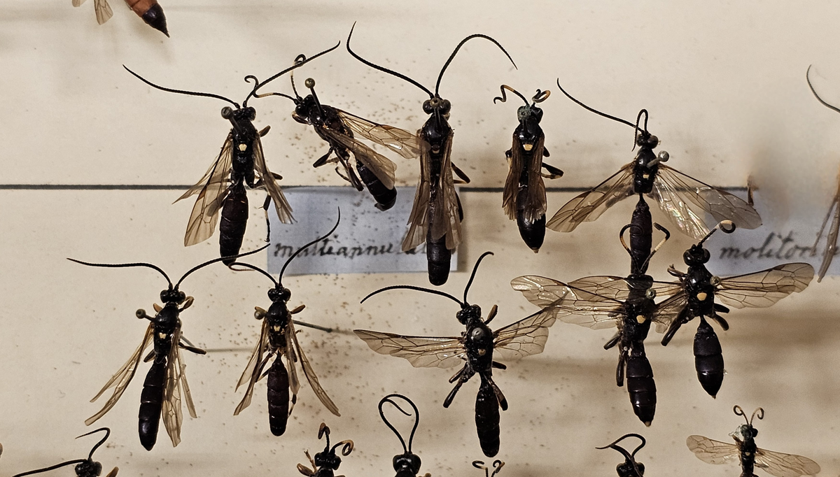Stekel på insektsnål. 
Tillhör huvudgrupp Hymenoptera\Apocrita
Tillhör familj Ichineumonidae
Släkte/art: Gen? spec?
Adult

Ursprungsland: Sverige
Fyndplats: 

Ur Hackwitz samling

På etiketten står: Ichneumon multiapnulatus