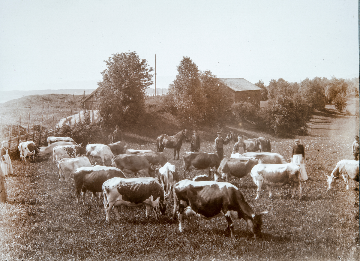 Hamar, Børstad gård, gruppe 7 med ku, sveiser Kristian Simensen nr. 3 fra høyre, kyr på beite,
