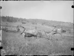 En mann sitter på en harv trukket av en hest. Antakelig foto