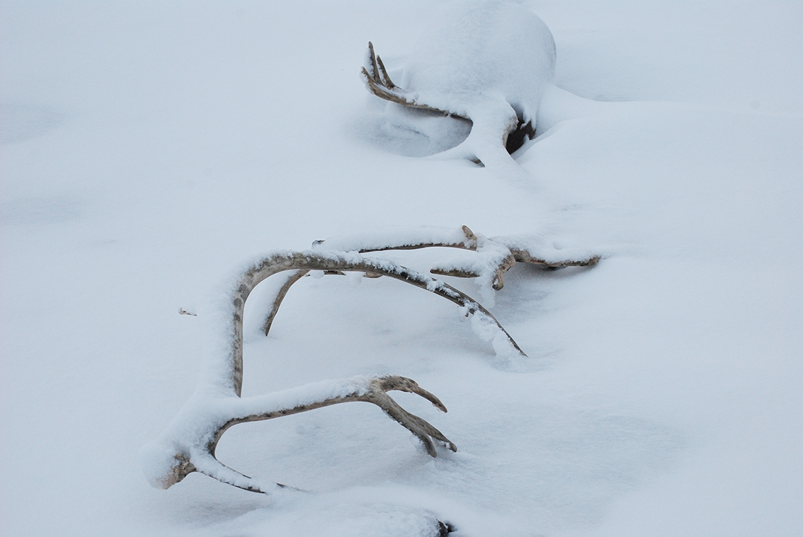 Horn av spetsbergsren i snön vid Signehamna, Spetsbergen.