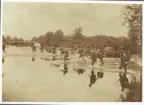 Fältövning, 1889. 
Infanteriregementet nr 11 vadar över Rönneån vid Ljungbyhed.