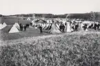 Tältförläggning. Trol. 1890-tal.
Kronobergs hed (?).