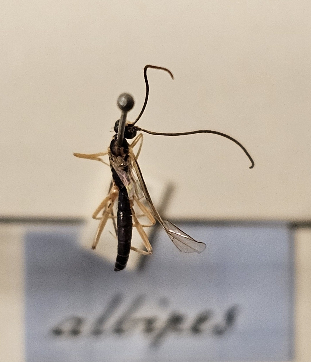 Stekel på insektsnål. 
Tillhör huvudgrupp Hymenoptera\Apocrita
Tillhör familj Ichineumonidae
Släkte/art: Gen? spec?
Adult

Ursprungsland: Sverige
Fyndplats: 

Ur Hackwitz samling

På etiketten står: Phytodietus albipes