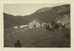 Kyr ved ei lita hytte i eit landskap med litt skog i bakgrun