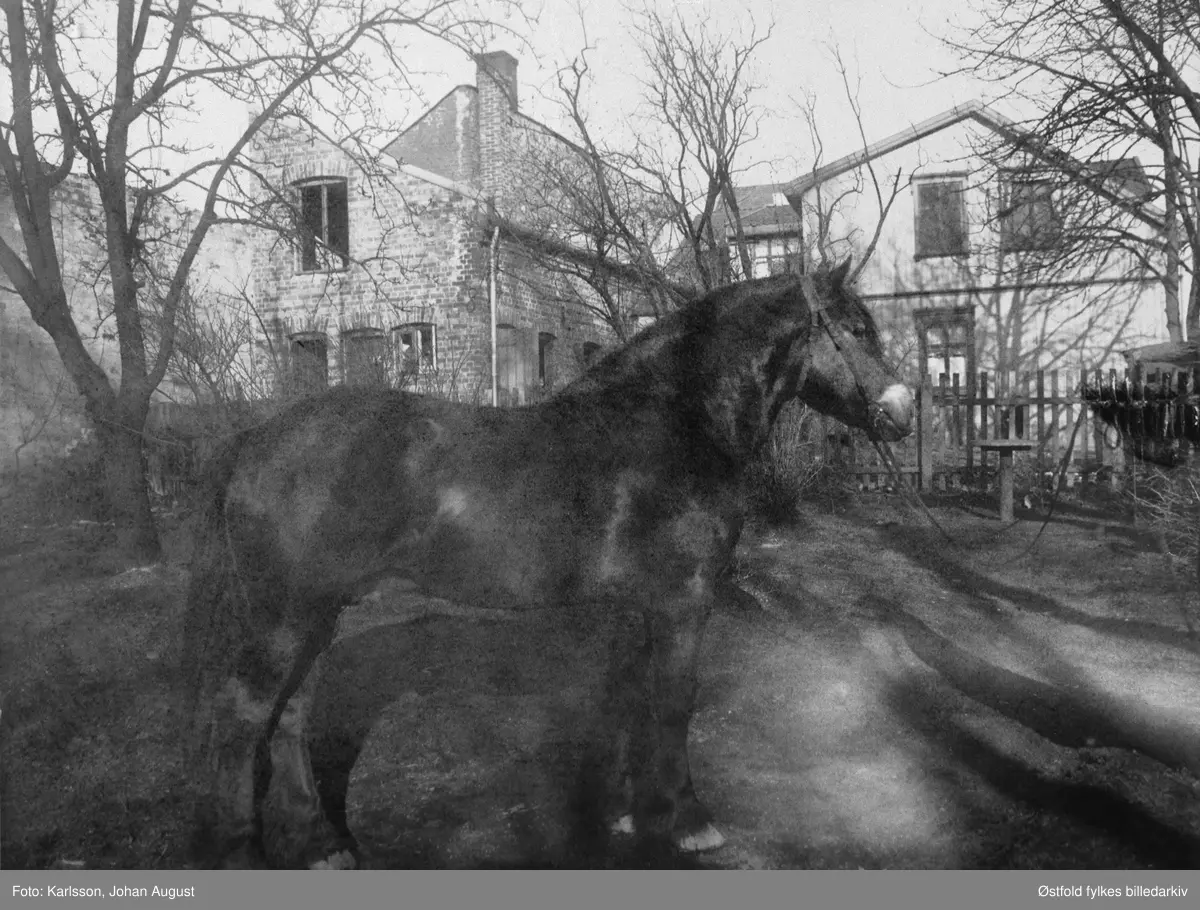 Hesten "Kong Bjørn", avlshingst, Varteig & Omegn hesteavlsforening ca. 1908.  Hingsten var mørkebrun, høyde 165 cm, 2. premie 1908,