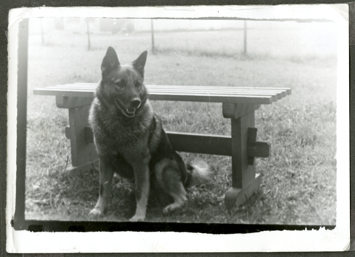 Becker familiens hund King sitter ved siden av en benk