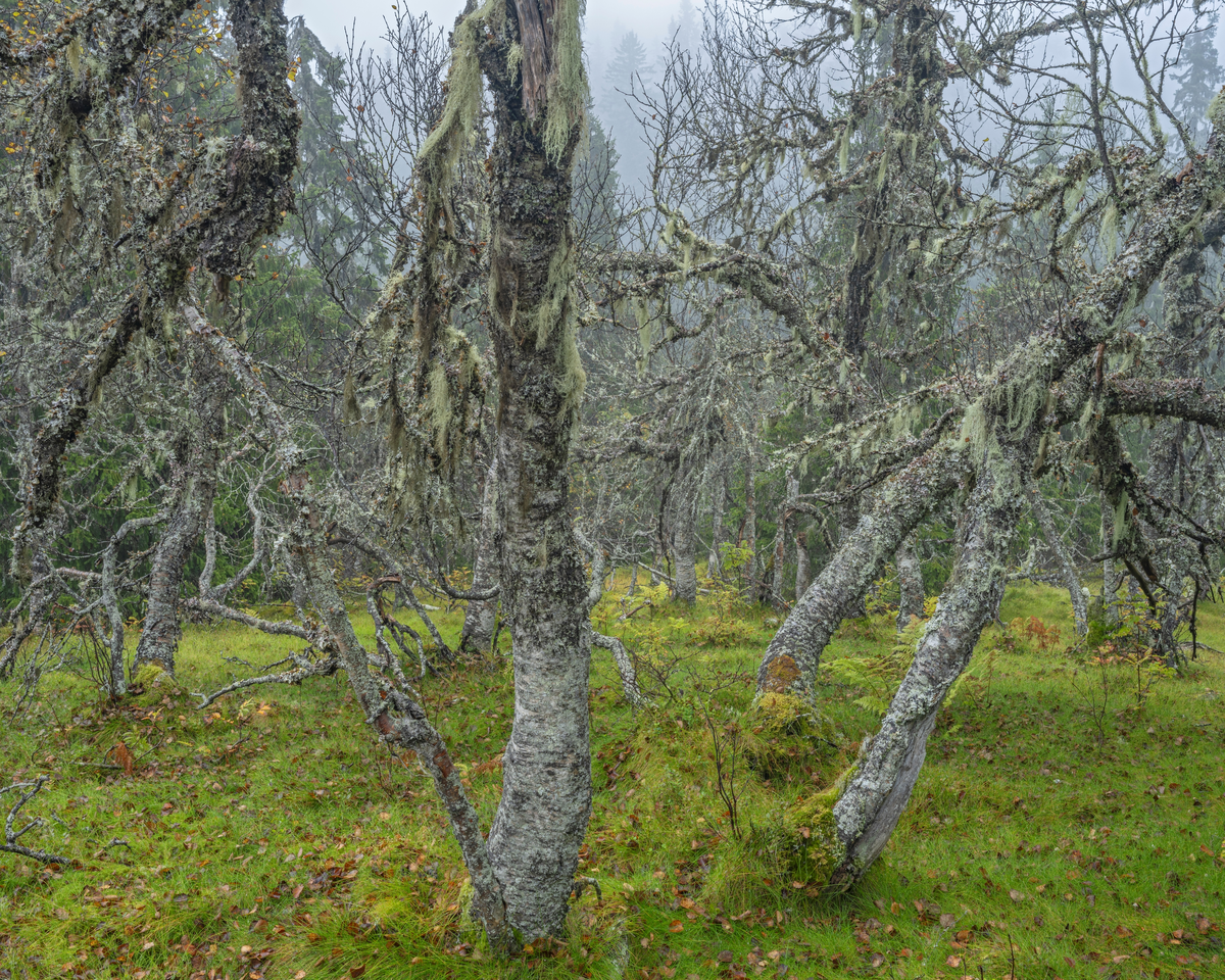 Fjellbjørkeskog i Brødalen naturreservat i Trysil i Hedmark/Innlandet, fotografert en tåkete høstdag i 2024. Dette naturreservatet ligger like oppunder tregrensa på nordvestre side av Trysilfjellet, om lag 5 kilometer fra fjellets topp. Snaut 1 100 dekar i dette området ble vernet i 2020 fordi det i hovedsak framsto som en gammel, flersjiktet granskog uten tydelige spor etter menneskelig påvirkning. Statsforvalterens biologer fant en del rødlistete lav- og sopparter, samt en del signalarter for kontinuitetsskog i området, som ble vurdert å ha et betydelig potensial for ytterligere rødlistearter som fortrinnsvis forekommer i områder med mye død ved. Her er det ikke granskogen vi ser, men en gammel, lavbevokst bjørkeskog på fuktig mark. Brødalen er, som navnet indikerer, det øverste nedslagsfeltet til åa Brøa.