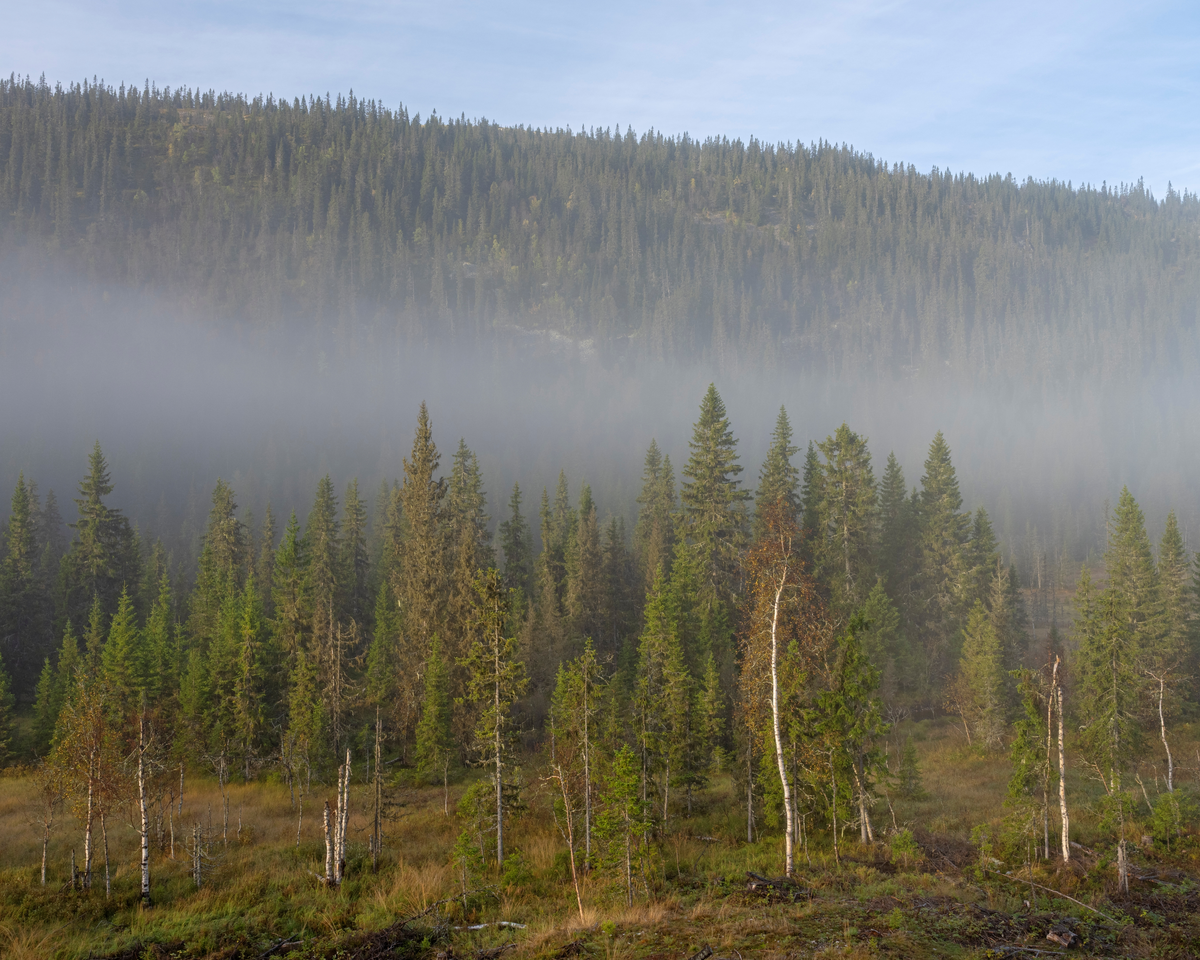 Tåke over skoglandskapet ved Skjærberget i Rendalen kommune, i Vestre Slemlia, en morgen høsten 2024. Fotografiet er tatt fra en posisjon i Slemdalen, cirka 600 meter over havet. I forgrunnen ser vi ei lita myr med noen bjørketrær, men ellers er det grana som er det dominerende treslaget i dette landskapet. Gran (Picea abies) er utbredt i Nord-Europa og i fjellstrøk i Mellom-Europa. Om lag halvparten av kubikkmassen i norske skoger er gran. Dette treslaget har sin største utbredelse på Østlandet og Sørlandet, samt i Midt-Norge mellom Nord-Møre og Rana. Nord for polarsirkelen finnes det noen få gamle forekomster, men både der og på Vestlandet har det vært arbeidet mye med å reise granskog ved planting. Grana vokser best på næringsrik jord med frisk råme. Den greier seg også på magre, tørre arealer, men på slike lokaliteter vokser grana langsomt.