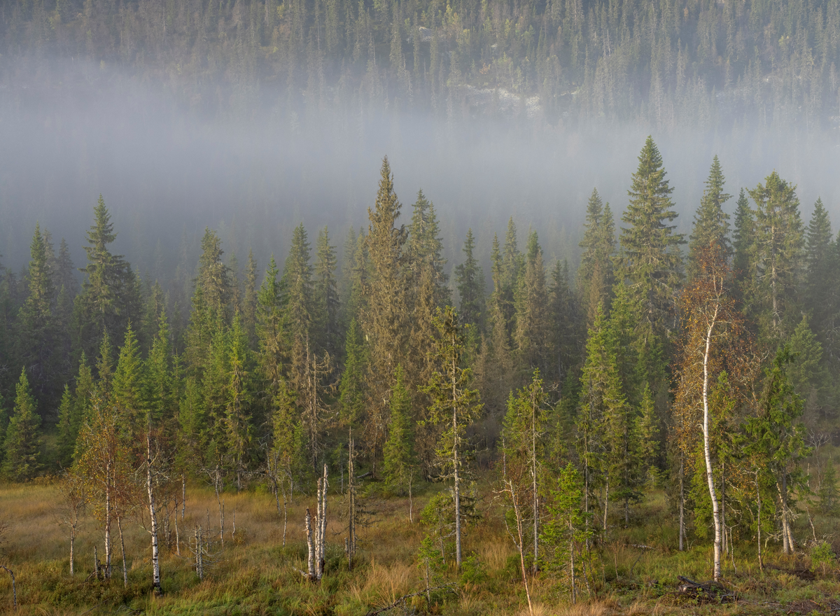 Tåke over skoglandskapet ved Skjærberget i Rendalen kommune, i Vestre Slemlia, en morgen høsten 2024. Fotografiet er tatt fra en posisjon i Slemdalen, cirka 600 meter over havet. I forgrunnen ser vi ei lita myr med noen bjørketrær, men ellers er det grana som er det dominerende treslaget i dette landskapet. Gran (Picea abies) er utbredt i Nord-Europa og i fjellstrøk i Mellom-Europa. Om lag halvparten av kubikkmassen i norske skoger er gran. Dette treslaget har sin største utbredelse på Østlandet og Sørlandet, samt i Midt-Norge mellom Nord-Møre og Rana. Nord for polarsirkelen finnes det noen få gamle forekomster, men både der og på Vestlandet har det vært arbeidet mye med å reise granskog ved planting. Grana vokser best på næringsrik jord med frisk råme. Den greier seg også på magre, tørre arealer, men på slike lokaliteter vokser grana langsomt.