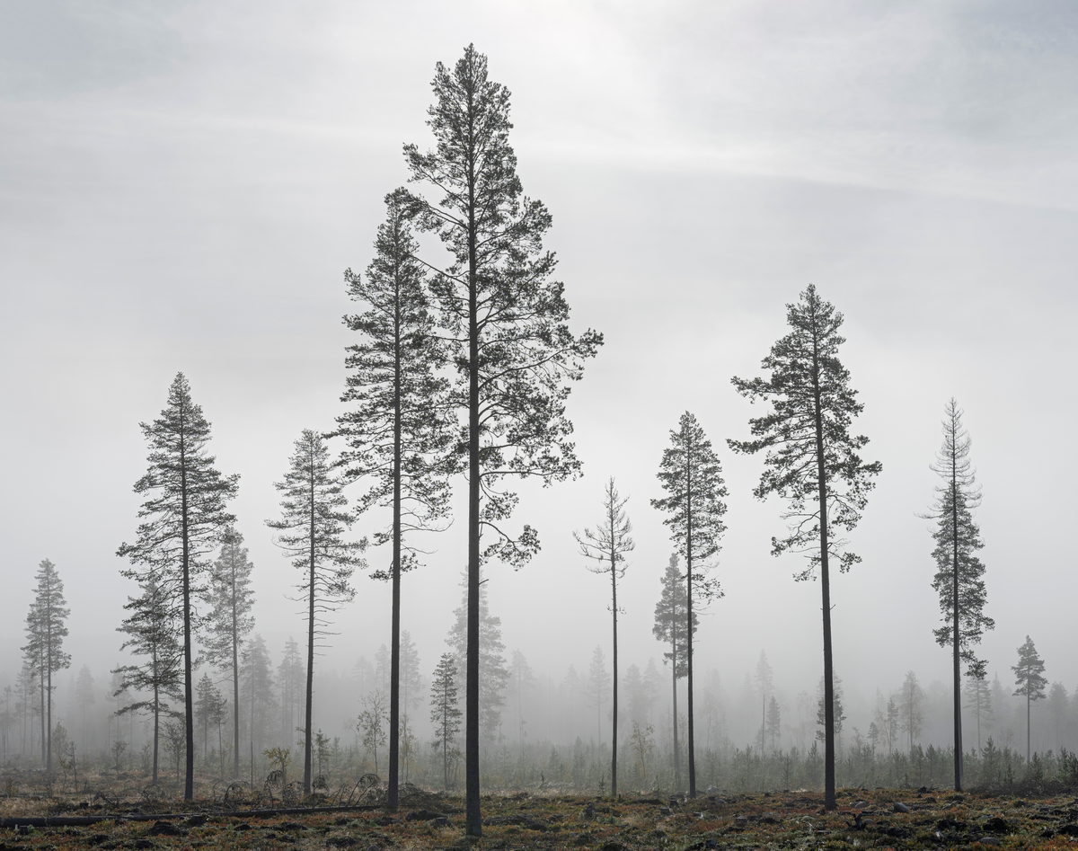 Hogstflate med gjensatte frøtrær, fotografert i sørøstlig retning fra en posisjon like nedenfor Osvegen (fylkesveg 215) mot Brevikkjølen i Nordre Osen i Åmot kommune i Hedmark. Her har man altså hogd mesteparten av skogvegetasjonen, ved noe som kan karakteriseres som en åpen hogst eller en flatehogst. I dette tilfellet har med unntak av noen få, spredte, store furuer. Disse ble spart med sikte på at de skulle produsere og spre frø til en ny skoggenerasjon i sitt nærmiljø. Det har vært vanlig å sette igjen fra 3-4 til 10-15 slike trær per dekar – vanligvis flest på arealer med gode vekstforhold. På mager mark vil for mange frøtrær gi for sterk konkurranse om næring, slik at den nye generasjonen får en vanskelig start. Dette er en forholdsvis glissen frøtrestilling, altså en tilpasning til et relativt skrint jordsmonn. I dette tilfellet var gjenveksten forsøkt stimulert ved såkalt markberedning, i dette tilfellet med en maskin som har frest vekk striper av det øverste jordlaget, humusen, slik at underliggende mineraljord blottlegges. Hensikten med dette tiltaket har vært å bedre vekstvilkåra for den nye generasjonen furuplanter: Markberedningen reduserer konkurransen med annen vegetasjon om lys, vann og næringsstoffer, og den øker temperaturen i det øverste jordsjiktet, slik at faren for frostskader reduseres. Dette tiltaket skal også redusere faren for gnager- og insektskader på de sårbare plantene. Markberedning utføres, som antydet, med sikte på sjølsåing, og metoden brukes oftere på furu- enn på granmark. Når en ny generasjon furutrær skyter opp, er det vanligvis meningen at også frøtrærne felles. I tilfeller der de gjensatte trærne står tettere enn her, er det ofte meningen at dette skal skje i to faser, for å hindre at de unge plantene ved brått bortfall av en skjerm eksponeres for vel dramatiske miljøendringer. Gjenstående frøtrær blir naturligvis mer vindeksponerte enn de var den gangen de inngikk i mer sluttete bestand. Til venstre i forgrunnen skimter vi et vindfall.