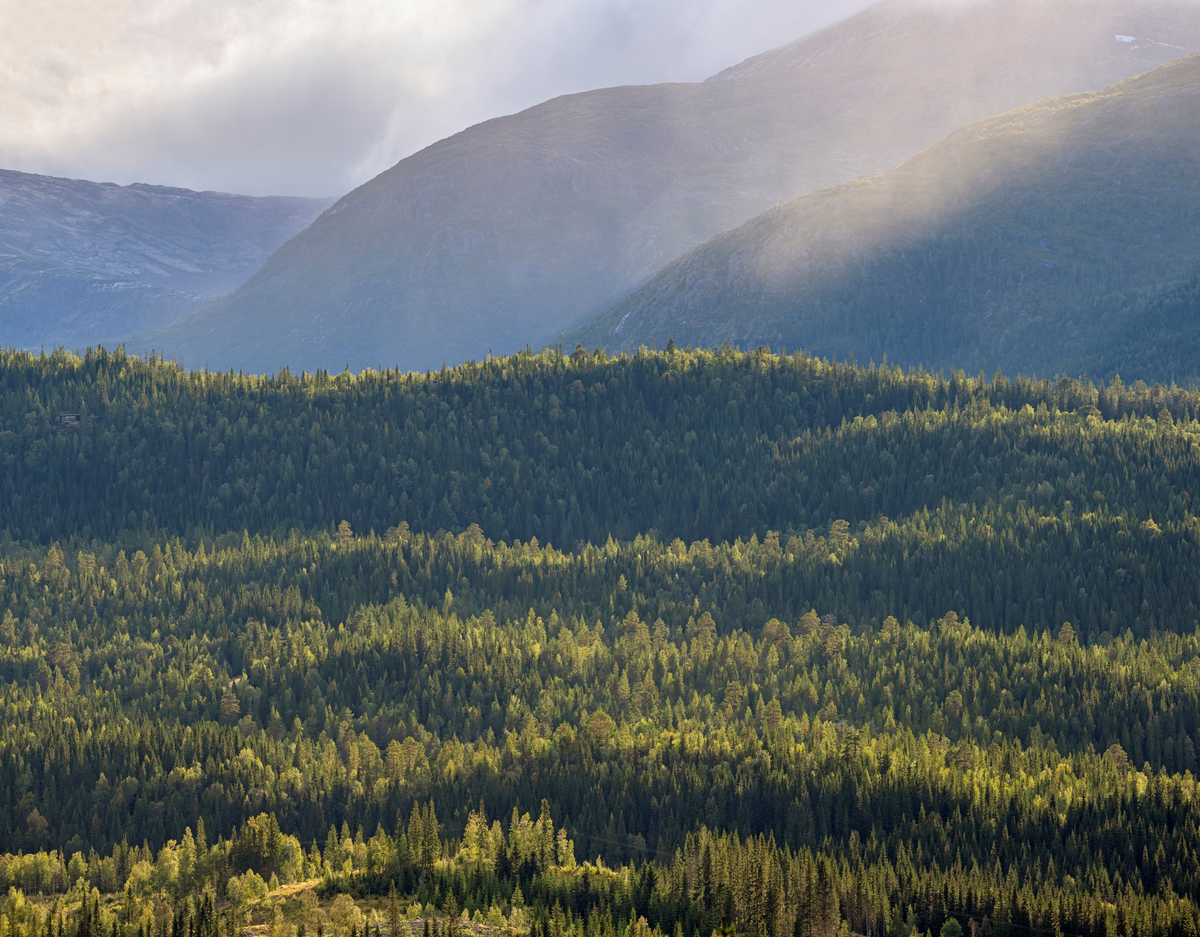 Skog- og fjelllandskap. Skogkledt li og fjell på vestsiden av Svenningdalen, Grane kommune, Nordland.