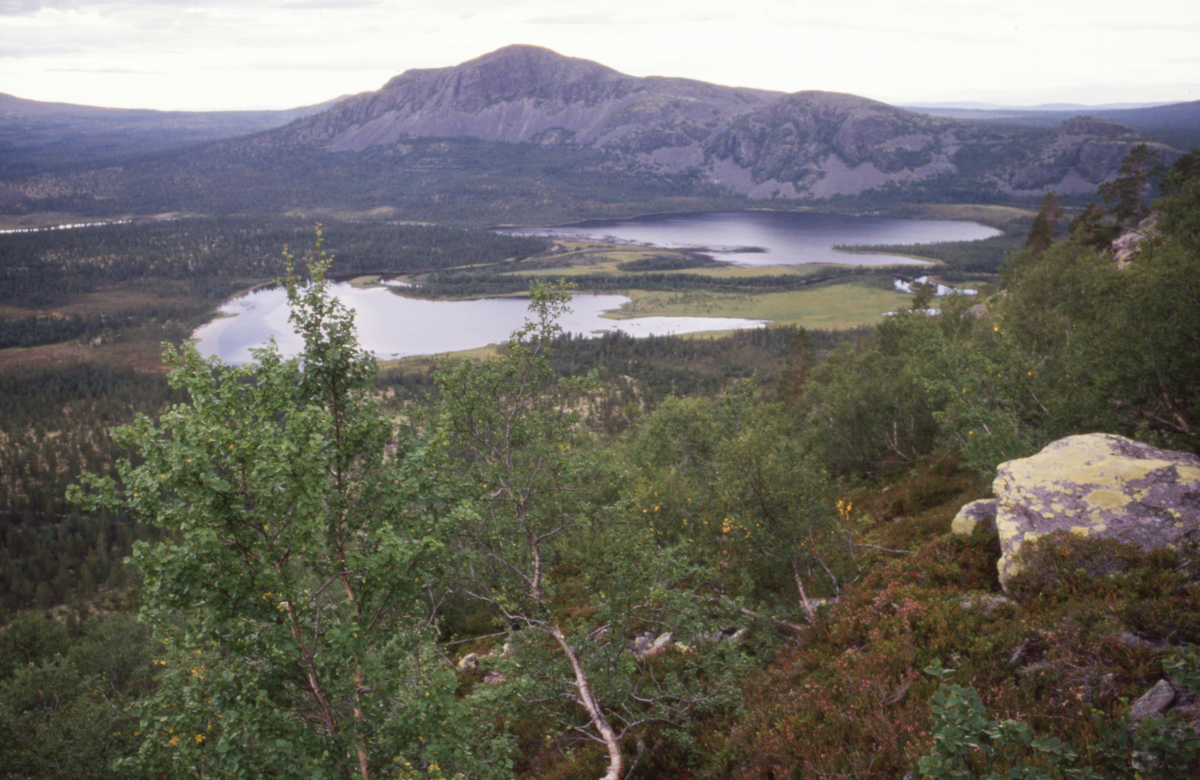 Fjell- og skoglandskap