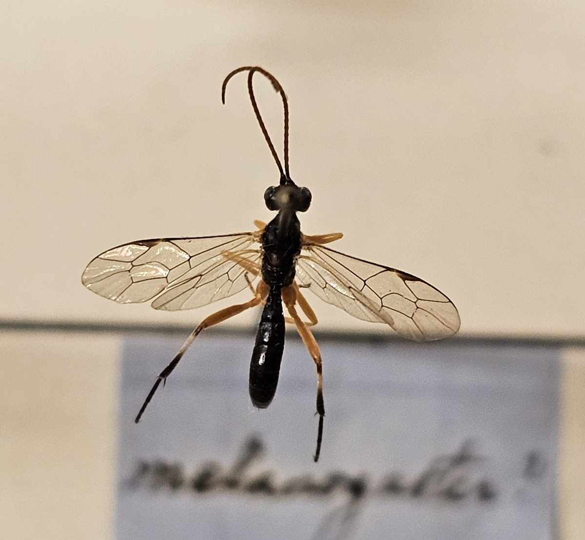 Stekel på insektsnål. 
Tillhör huvudgrupp Hymenoptera\Apocrita
Tillhör familj Ichineumonidae
Släkte/art: Gen? spec?
Adult

Ursprungsland: Sverige
Fyndplats: 

Ur Hackwitz samling

På etiketten står: Mesoleius melangaster