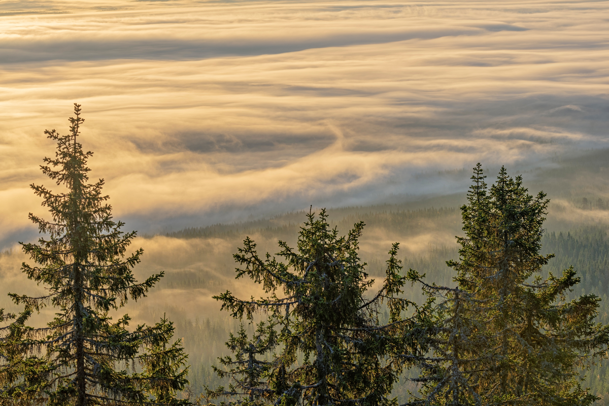 Tåke over skoglandskap. Tidlig morgen i Nordhuehøgda naturreservat i Elverum, Innlandet. Mot skoglandskapet nord for Øksna og videre østover.