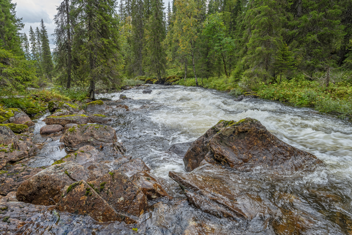 Elv i skoglandskap. Fra Guselva naturreservat i Lierne kommune,Trøndelag. Naturreservatet har fått navnet sitt fra elva som renner gjennom verneområdet.