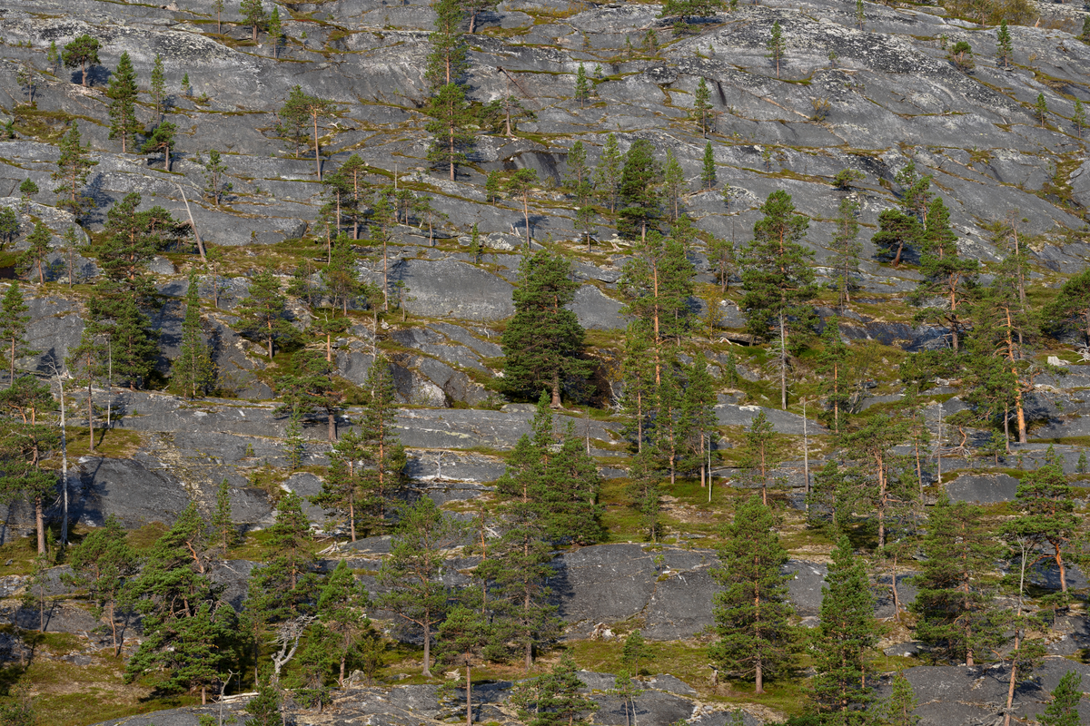 Furu vokser på berg i ei fjellside i Lønsdalen, Saltdal kommune, Nordland.