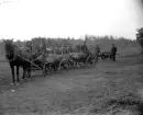 Jaktlag med tre skjutna älgar vid Krustorp.
Från vänster: Gustaf Hahne (1), Seth Andersson (2), Hugo Ohlsson (3), Halvar Johansson (4), Georg Eriksson (5), Gunnar Ohlsson (6), Evert Wedin (7), Karl Jakobsson (8), Anders Karlsson (9), Gunnar Karlsson (10).