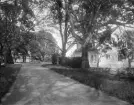 Genom allén mot Herrborum 1903 där godsets sammanbyggda huvudbyggnader möter besökaren i rät vinkel mot infarten. Vid tiden för bilden ägdes egendomen av makarna Nils Mörner och Margaretha Montgomery.