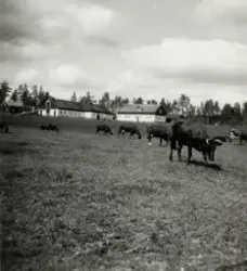 Wifsta Varfs lantbruk