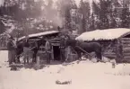 Skogsarbetare vid avverkningskoja med stall.  Vy från Ragunda 1898.