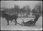 Häst med släde. Karlsson Gustav. Ur Gustaf Åhmans samling.