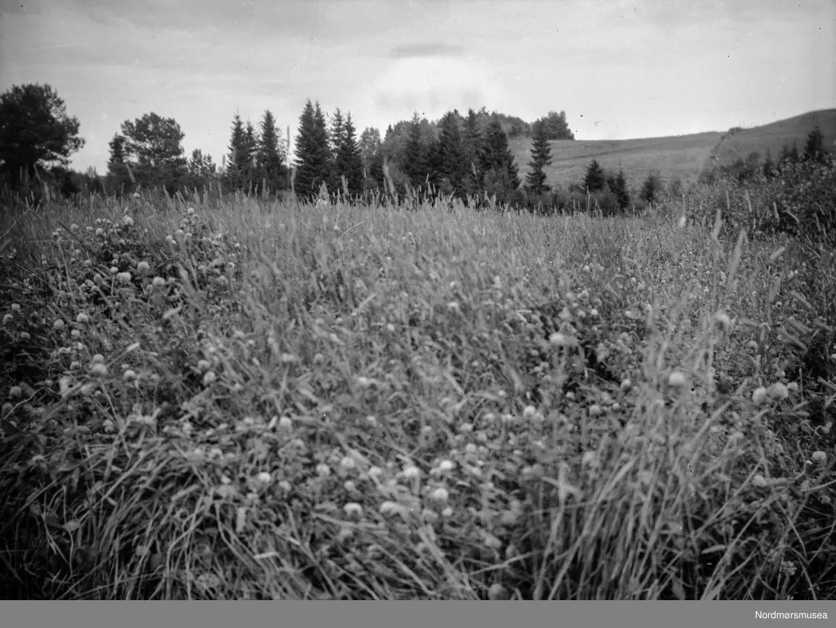 Timoteieng? Trolig på Mære i Trøndelag. Bildet kommer fra Det Norske Myrselskaps Forsøkstasjon, Mære i Trøndelag. Et foto fra fotosamlingene til Nordmørsmusea AS og Norsk myrmuseum.