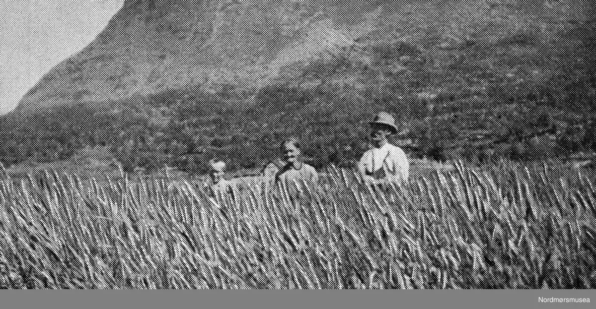 Familien Måbø. Et foto fra fotosamlingene til Nordmørsmusea AS og Norsk myrmuseum.