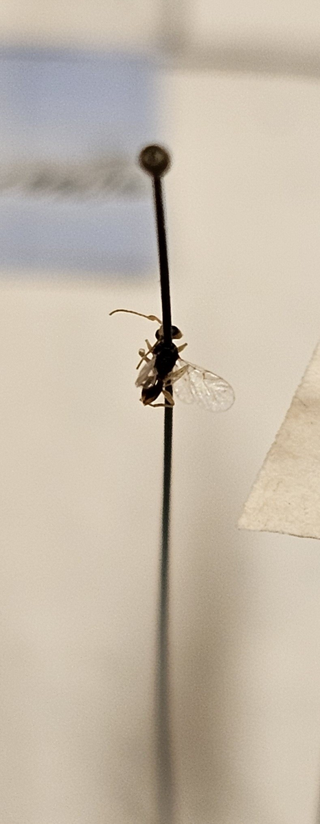 Stekel på insektsnål. 
Tillhör huvudgrupp Hymenoptera\Apocrita
Tillhör familj Cynipidae?
Släkte/art: Gen? spec?
Adult

Ursprungsland: Sverige
Fyndplats: 

Ur Hackwitz samling

På etiketten står: Sygnergus pallicornis?