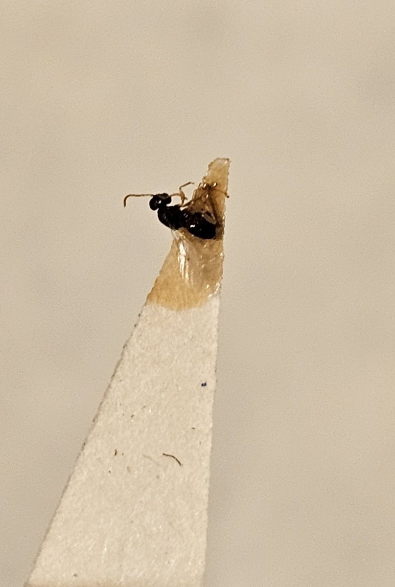 Stekel på insektsnål. 
Tillhör huvudgrupp Hymenoptera\Apocrita
Tillhör familj Cynipidae?
Släkte/art: Gen? spec?
Adult

Ursprungsland: Sverige
Fyndplats: 

Ur Hackwitz samling

På etiketten står: Sygnergus pallicornis?