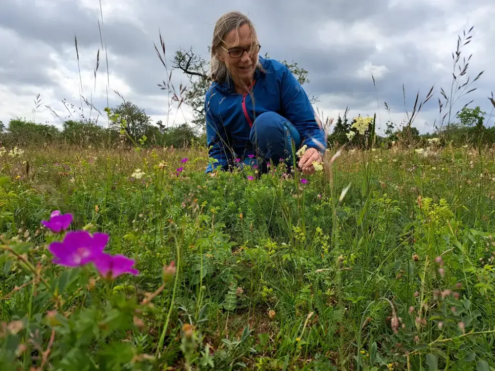 kvinne som plukkar blomar i ei blomstereng