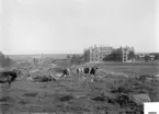 Linköpings länslasarett kort efter anläggningens invigning 1895. Korna betar i Magistratshagen.