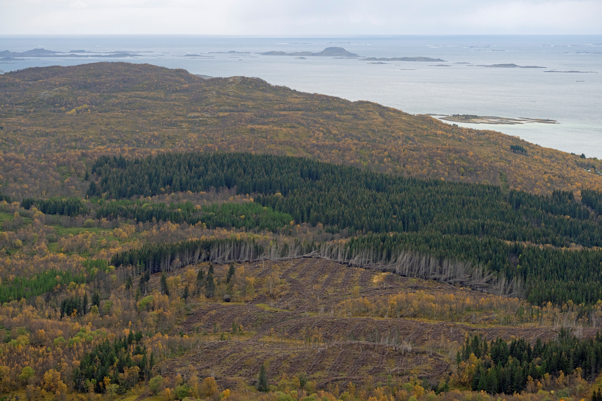 Hogstflate i et plantet granbestand på Skjelstadfjellet, vest for Hustoft i Leines i Steigen i Nordland. Fotografiet viser en åskam der den opprinnelige vegetasjonen domineres av lauvskog, fortrinnsvis bjørk, men der det også har vært plantet et forholdsvis stort felt med gran med sikte på å produsere salgbart nyttevirke. Da dette fotografiet ble tatt var en del av kulturfeltet (nederst på bildet) snauhogd. Ved ytterkanten av hogstflata ser vi hvordan vinden har herjet med trærne som etter hogsten plutselig ble kantsone mot et åpent areal, etter gjennom mange år å ha vokst i et tett bestand der trærne gav hverandre ly. I bakgrunnen ser vi Leinesfjorden, en av mange sidearmer til den mer kjente Vestfjorden. Fotografiet ble tatt høsten 2024, på et tidspunkt da kontrasten mellom den gulnende lauvskogen og den mørkegrønne granskogen var stor.
