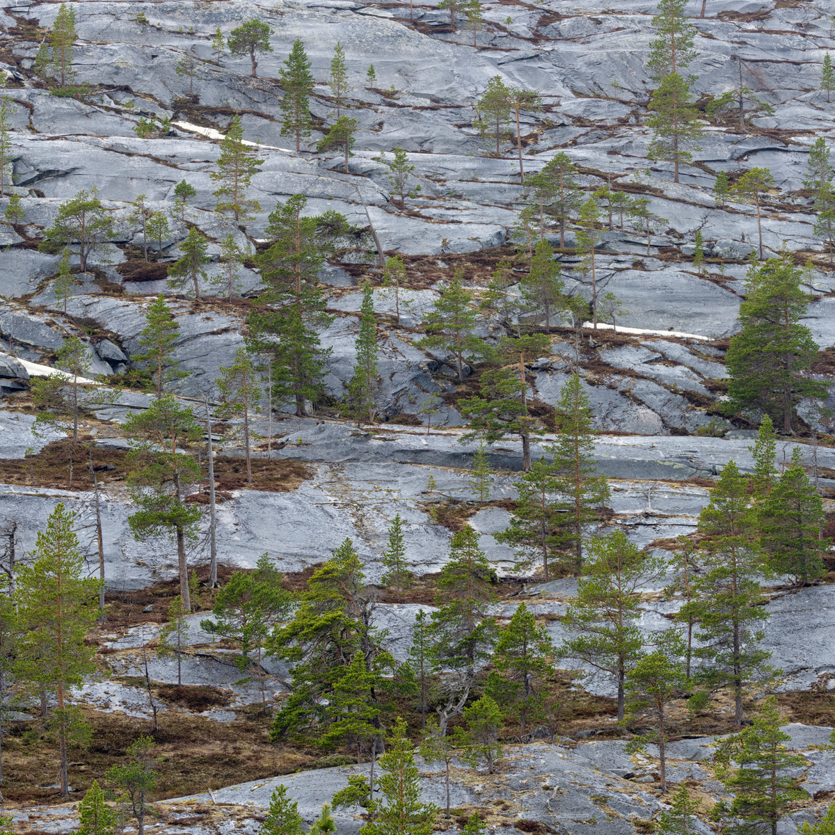 Furu vokser på berg i ei fjellside i Lønsdalen, Saltdal, Nordland.