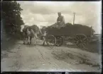 Vilhelm Karlsson kör ut på vägen med ett lass gödsel. Han använder stutar i tvåspann, vilket var det vanliga vid tunga transporter som inte behövde gå fort. Stutar var starka och fogliga. Man ser att de är av den gamla gotländska rasen, ljusbruna och vitfläckiga med stora horn, men inte så storbyggda. V K styr stutarna med tömmarna om hornen. På vägen ser man många spår av vagnar och spillning efter nöt och hästar. Vagnen är en s k skvackvagn, den gängse last- och transportvagnen. Grepen är av modernt slag, den har troligen V K köpt, den är inte hemtillverkad som greparna på Bild nr 1 och 2.

Vilhelm Karlsson är 31 år gammal på bilden, sedan 5 år ingift från Kauparve till Smiss södra gårdspart. V K sitter på en säck och åker med, men om lassen var tunga fick man gå bredvid. Han är klädd i sedvanlig arbetsklädsel: blus, byxor och vegakeps. På fötterna har han troligen läderstövlar.