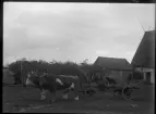 Rudolf Larsson tog sig namnet Ahlström efter farfar skolmästare Lars Ahlström. Rudolf var son till den på många bilder förekommande J.O. Larsson vid Fie, en av Masses bästa vänner i Lau. Här kör Rudolf hem sladden på en arbetsvagn dragen av gårdspartens oxar.

Rudolf flyttade sedan till Visby och dog redan 1918 endast 28 år gammal.