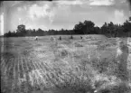 Kusefolket skär råg, den har stått tät och hög, det blir troligen en god skörd. Rågen var sådd med maskin i rader.