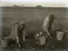 Masses granne Jakob Söderlund, 79 år, och hans sonhustru Lina tar upp potatis en vacker oktoberdag med fuktig jord. De har varsin tvåkload (?) pärkrok i handen att kratta upp potatisen med, som de lägger i moderna plåtspann. Hur stor skörden var framgår inte av bilden, men här är det mycket mager jord. Ungmor och Söderlund har enkla arbetskläder på sig, Söderlund har träskor och ungmor har en säck som förkläde.

Masse har säkerligen mycket medvetet tagit denna kombinerade arbets- och miljöbild. Här visar han hur öppet och ödsligt det var uppe på Lausbackar. I bakgrunden syns Bjärges Alfred Öbergs lilla gård och t h fattigstugan. Masse själv bodde på ledig tid nära denna plats, omkring 350 m t h om fattigstugan. Se Bild 133.