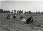 Här kryper svärsonen Alfred, fadern Jakob, dottern Anna och modern Annen på betstycket och gallrar för hand, ett ofta varmt och ryggknäckande arbete.